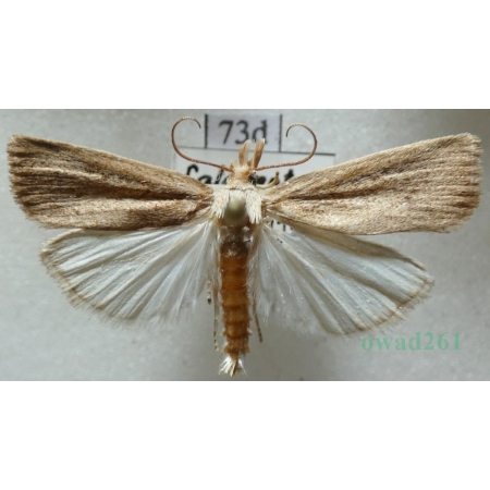 Calamotropha paludella (Hübner, 1824) Wachlarzyk pałecznik Czech73d